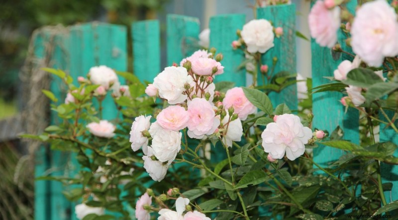 12 hermosas y llamativas ideas para el jardín de rosas