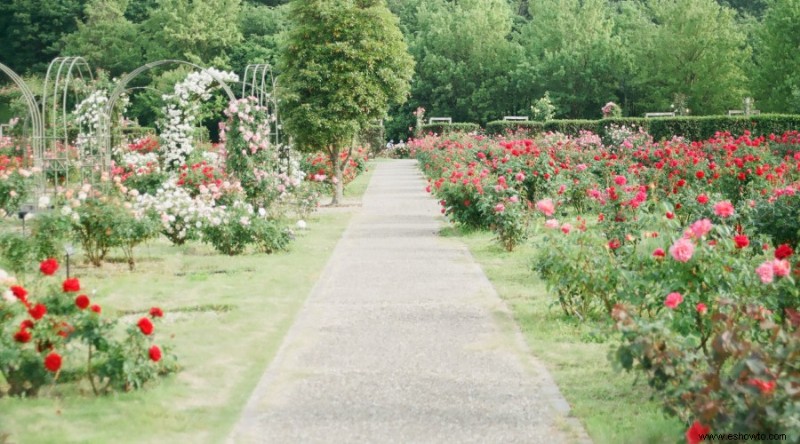 12 hermosas y llamativas ideas para el jardín de rosas