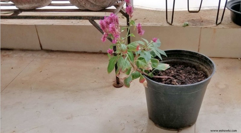 ¿Por qué se caen mis plantas?