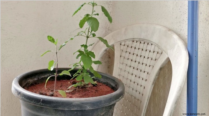 ¿Por qué se caen mis plantas?