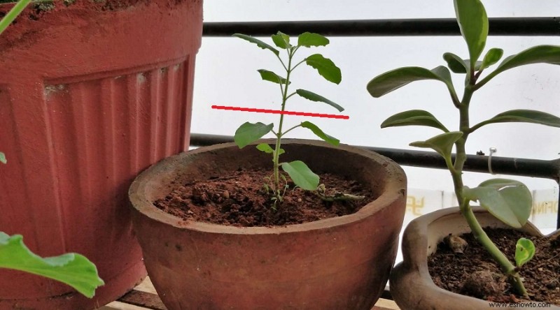 ¿Por qué se caen mis plantas?