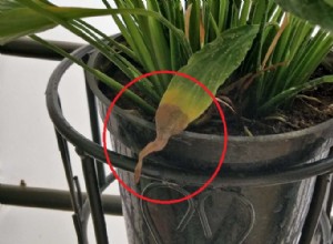 Shock de Plantas (Plant Shock): Causas, Síntomas y Soluciones Efectivas