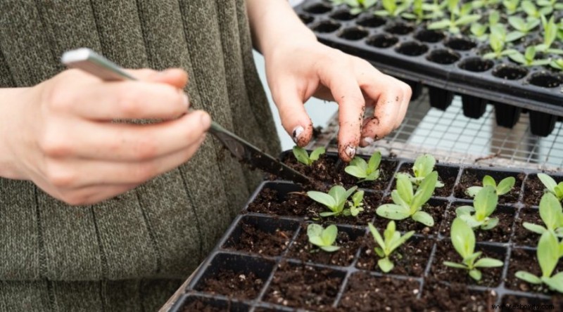 Cómo iniciar un jardín vertical en interiores y exteriores