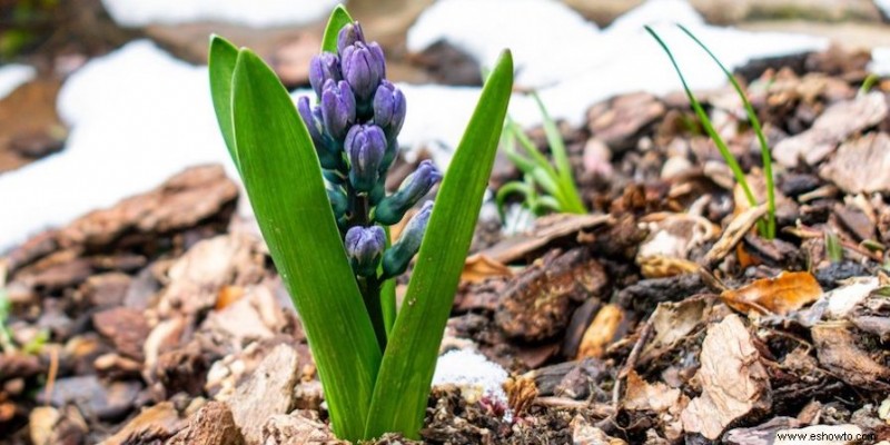 ¿Qué es un jardín sin excavación?