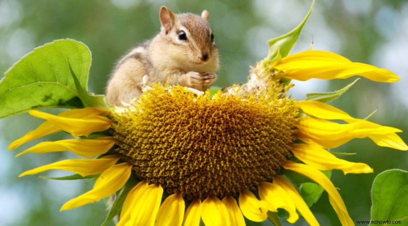 Cómo plantar, cultivar y cuidar girasoles