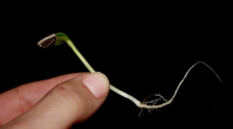 Cómo plantar, cultivar y cuidar girasoles