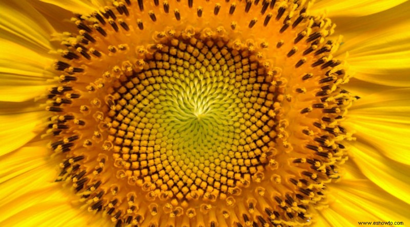 Cómo plantar, cultivar y cuidar girasoles