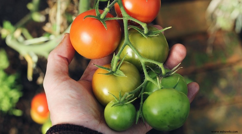 Por qué mi balcón merece un jardín vertical