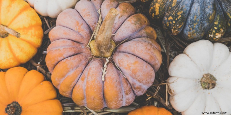 ¿La calabaza es una fruta o verdura?