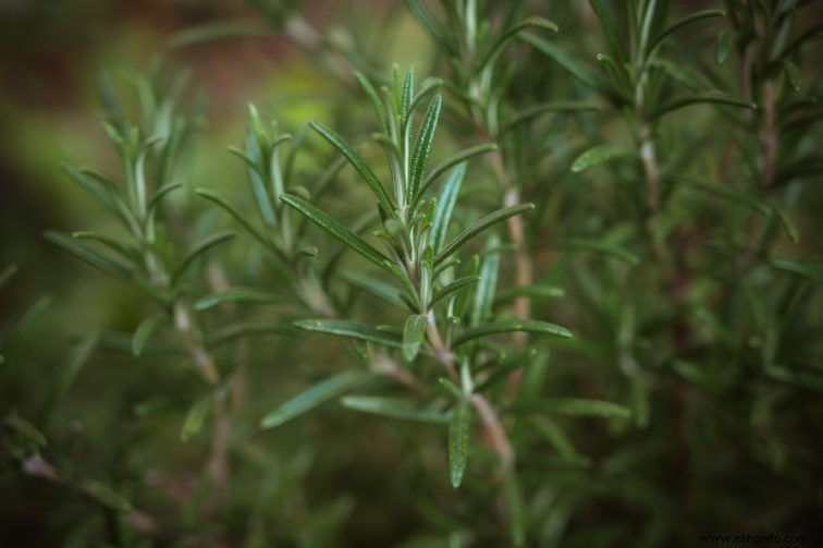 El mejor aceite de neem para plantas