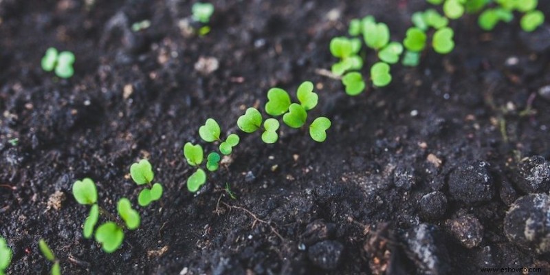 Las mejores hierbas para cultivar en tu jardín