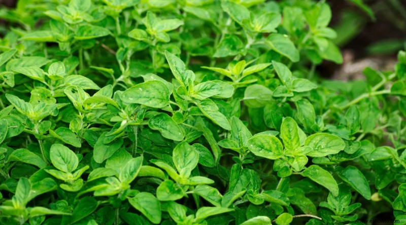 Las mejores verduras y hierbas para cultivar este invierno