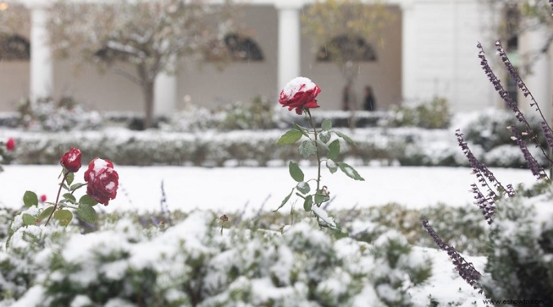 Mulching invernal:qué es y por qué debería hacerlo