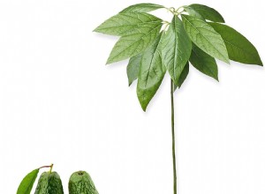 11 Mejores Ideas de Regalos Navideños para Jardineros: Únicos y Prácticos