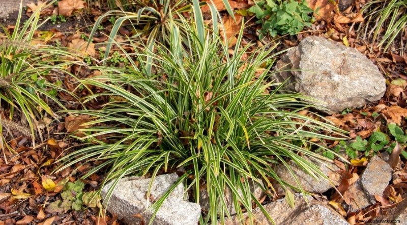 Las mejores plantas para xerojardinería