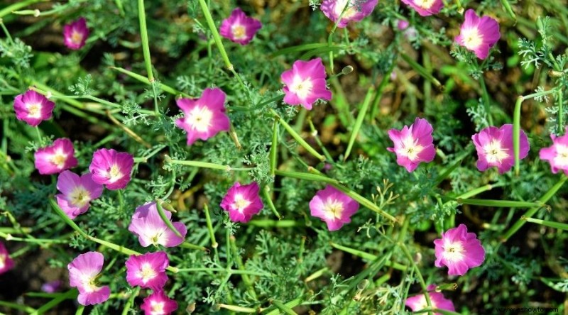 Las mejores plantas para xerojardinería