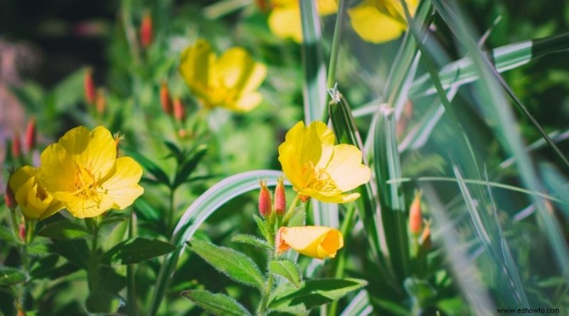 Las mejores plantas para xerojardinería