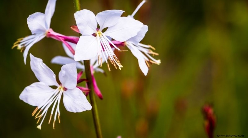 Las mejores plantas para xerojardinería