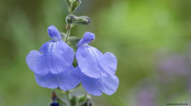 Las mejores plantas para xerojardinería