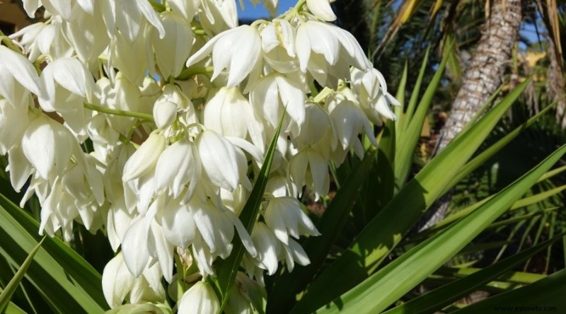 Las mejores plantas para xerojardinería