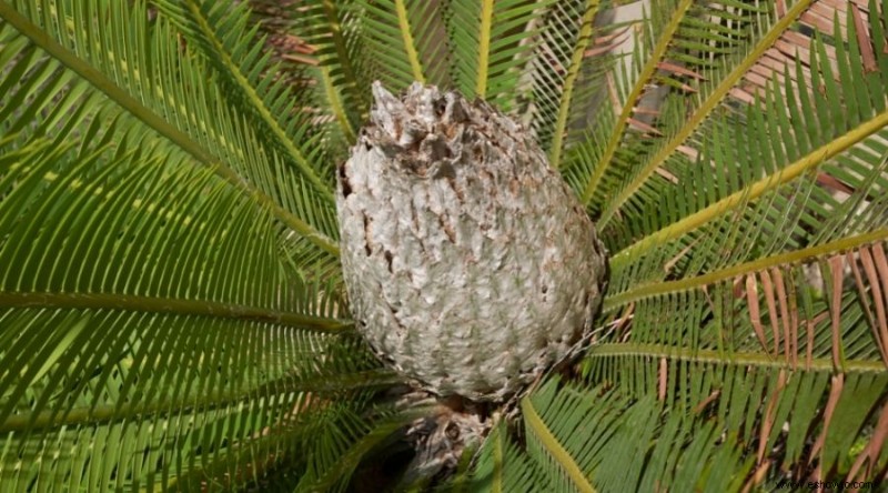 Las mejores plantas para xerojardinería