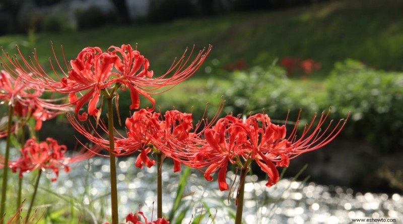 Las mejores plantas para xerojardinería