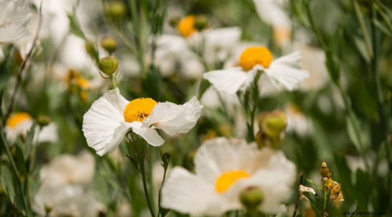 Las mejores plantas para xerojardinería