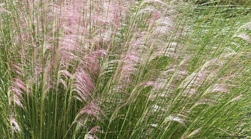 Las mejores plantas para xerojardinería