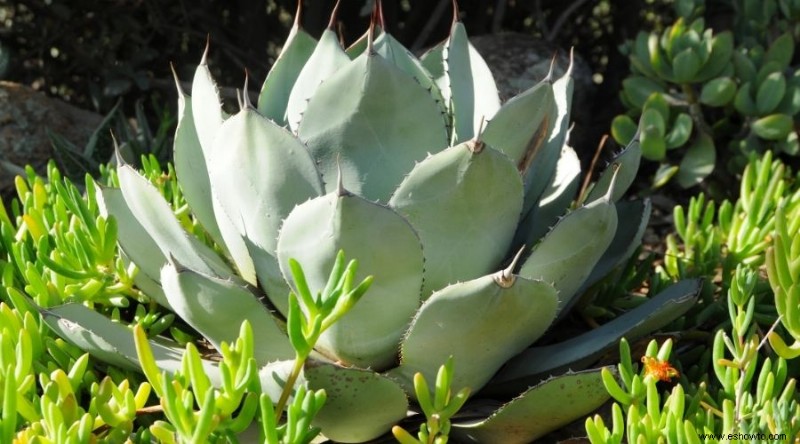 Las mejores plantas para xerojardinería