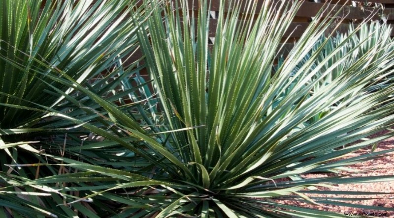 Las mejores plantas para xerojardinería