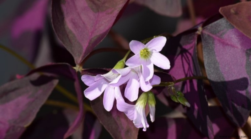 Las mejores plantas para xerojardinería