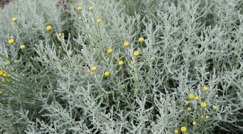 Las mejores plantas para xerojardinería