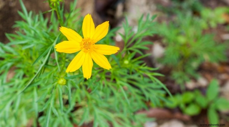 Las mejores plantas para xerojardinería