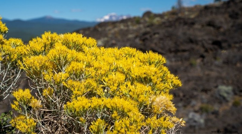 Las mejores plantas para xerojardinería