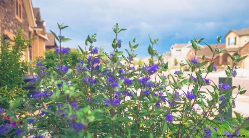 Las mejores plantas para xerojardinería