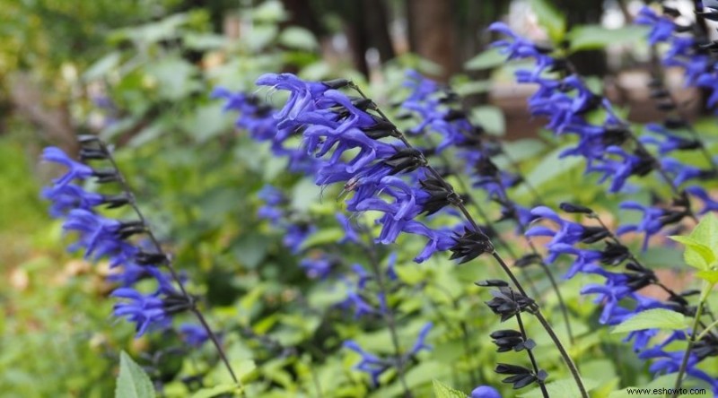 Las mejores plantas para xerojardinería