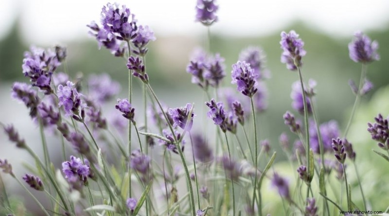 Las mejores plantas para xerojardinería