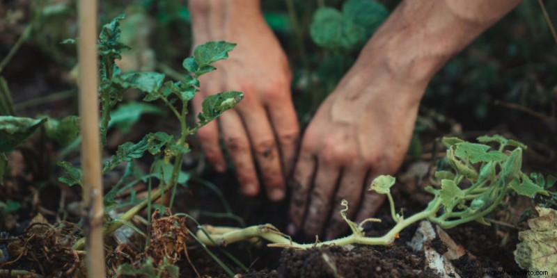 Beneficios del compostaje para su jardín