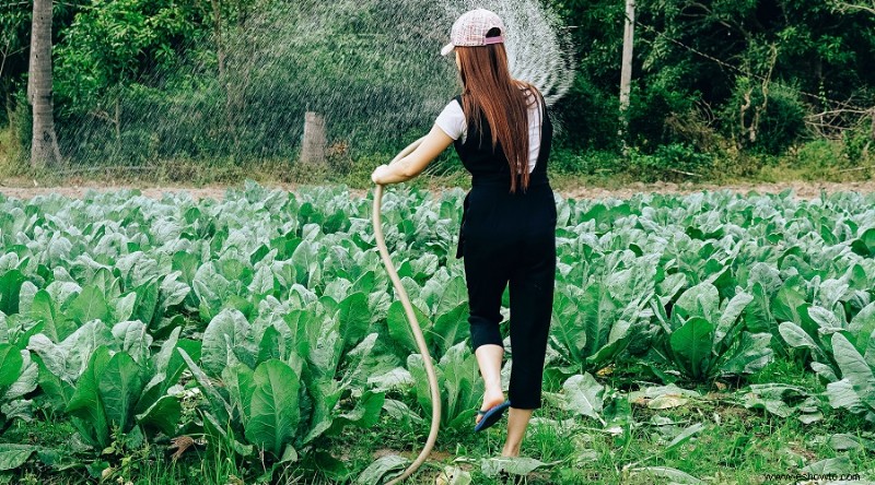 Todo lo que necesita saber sobre cuándo plantar su huerto