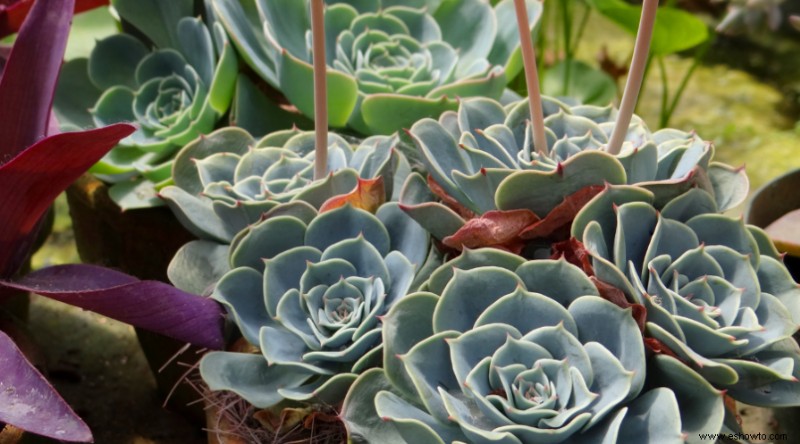 23 de las mejores plantas para jardines rocosos