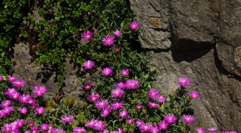 23 de las mejores plantas para jardines rocosos