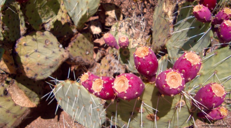 23 de las mejores plantas para jardines rocosos