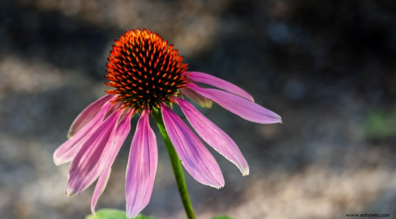 23 de las mejores plantas para jardines rocosos