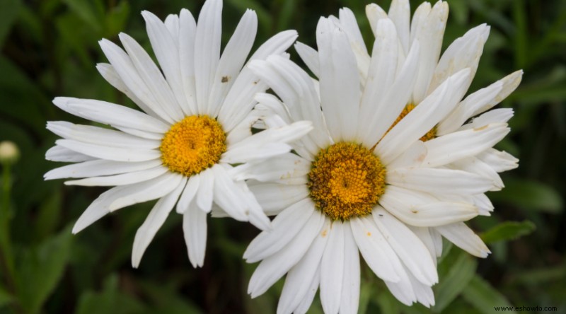 23 de las mejores plantas para jardines rocosos