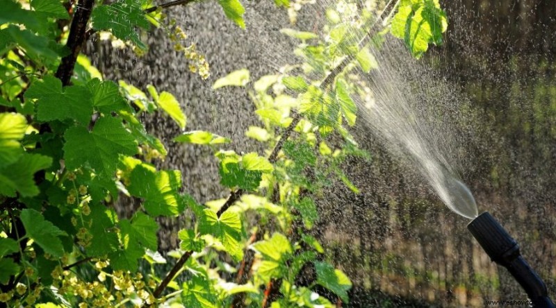 Recetas caseras de aceite de neem para plantas