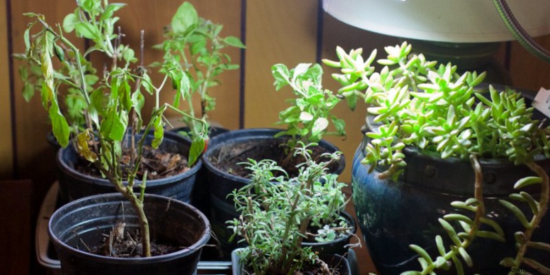 Cómo iniciar un jardín interior para principiantes