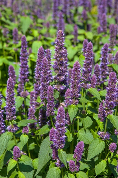 31 plantas perennes atractivas y sencillas amantes del sol