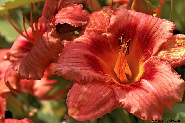 31 plantas perennes atractivas y sencillas amantes del sol