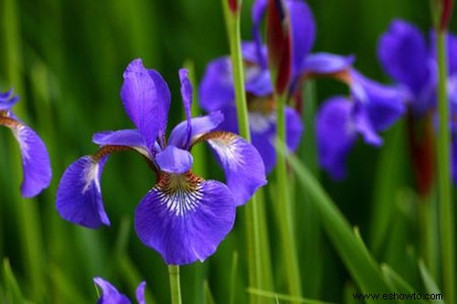 31 plantas perennes atractivas y sencillas amantes del sol