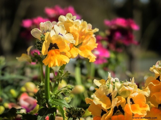 31 plantas perennes atractivas y sencillas amantes del sol